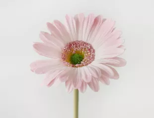 Цветок иск. Гербера мини (розовый) 32см
