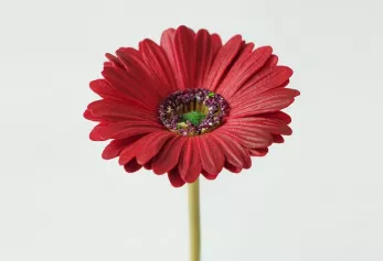 Цветок иск. Гербера 48 см (красный)